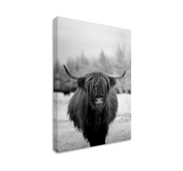 Quadro animais retrato de vaca das terras altas - TenStickers