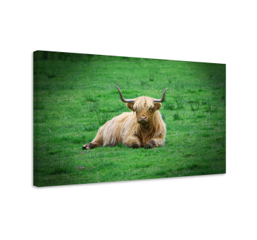 Quadro animais vaca das terras altas repousando - TenStickers