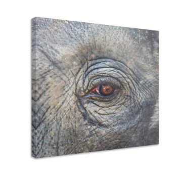 Quadro de elefantes detalhe do olho do elefante - TenStickers