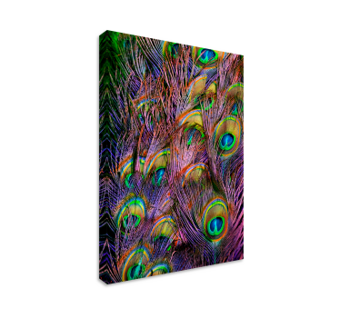 Quadro Decorativo de pássaros Pena de pavão - TenStickers