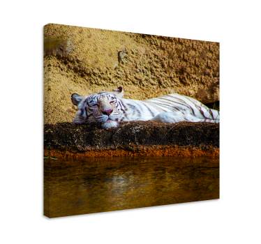 Quadro animais tigre branco dormindo - TenStickers