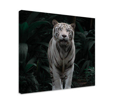 Quadro animais tigre branco majestoso - TenStickers