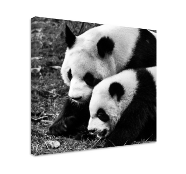 Quadro animais abraço do par de pandas - TenStickers