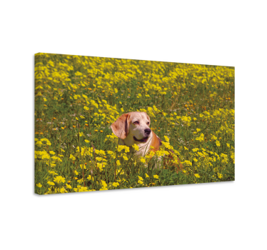 Quadro de cães cão feliz ao ar livre - TenStickers