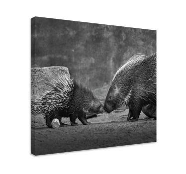 Quadro animais interação com porco-espinho - TenStickers