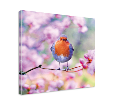 Quadro de pássaros robin encantador empoleirado - TenStickers