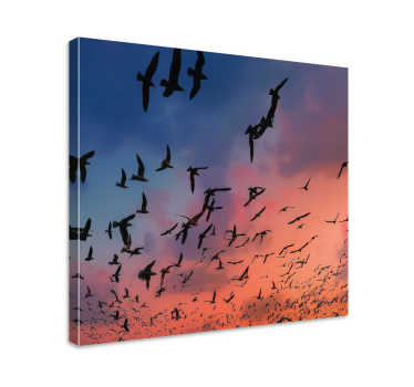 Quadro de pássaros bando de pássaros - TenStickers