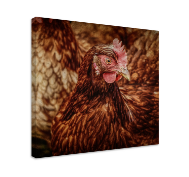 Quadro Decorativo de pássaros Frango marrom sério - TenStickers