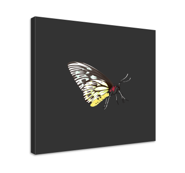 Quadro de borboletas perfil de borboleta elegante - TenStickers