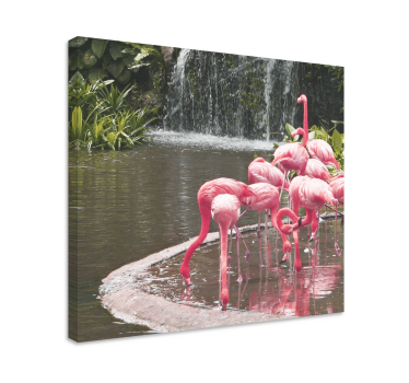 Quadro de pássaros flamingos em grupo na piscina - TenStickers
