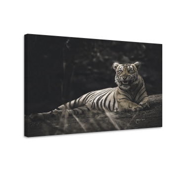 Quadro animais tigre majestoso descansando - TenStickers