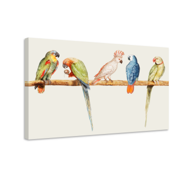Quadro de pássaros coleção de papagaios coloridos - TenStickers