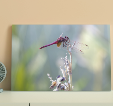 Quadro de libélulas elegante pousada - TenStickers