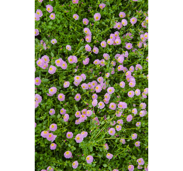 polaco flores Autocolante para janelas - TenStickers