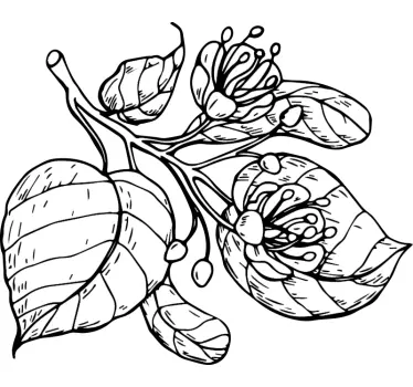 Plantas Vinil Desenho de tília - TenStickers