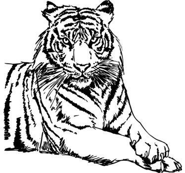 Autocolante decorativo tigre - TenStickers