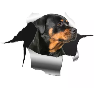 Autocolante para carro buraco do Rottweiler - TenStickers