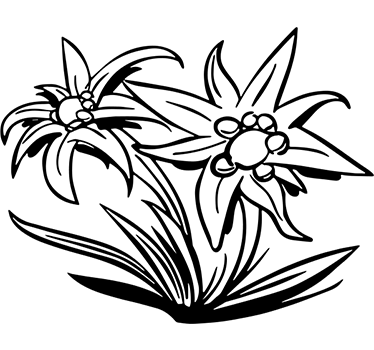 Vinil decorativo flor suiça - TenStickers