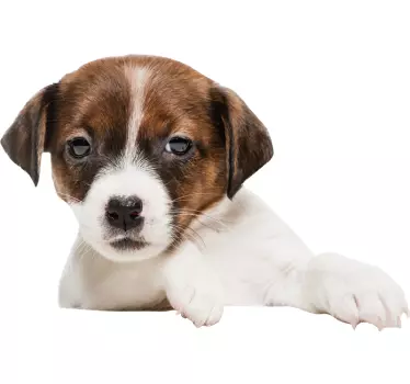 Autocolante com cães e gatos cachorro espiando - TenStickers