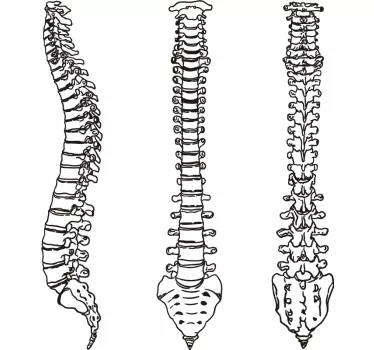 Vinil decorativo coluna vertebral linha - TenStickers
