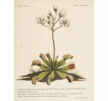 Adesivo flor antiga botânica - TenStickers