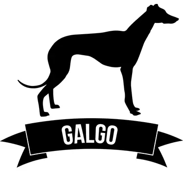 Autocolante cão galgo - TenStickers