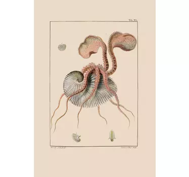Autocolante nautilus antigo - TenStickers