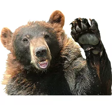 Autocolantes animais urso - TenStickers