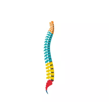 Vinil decorativo coluna vertebral - TenStickers