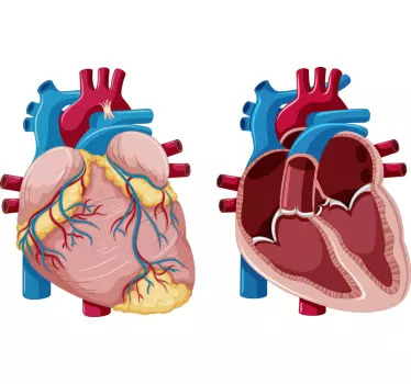 Vinil decorativo de medicina e saúde Coração - TenStickers