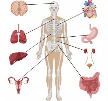 Autocolantes de medicina e saúde Imagem Médica do Corpo Humano - TenStickers