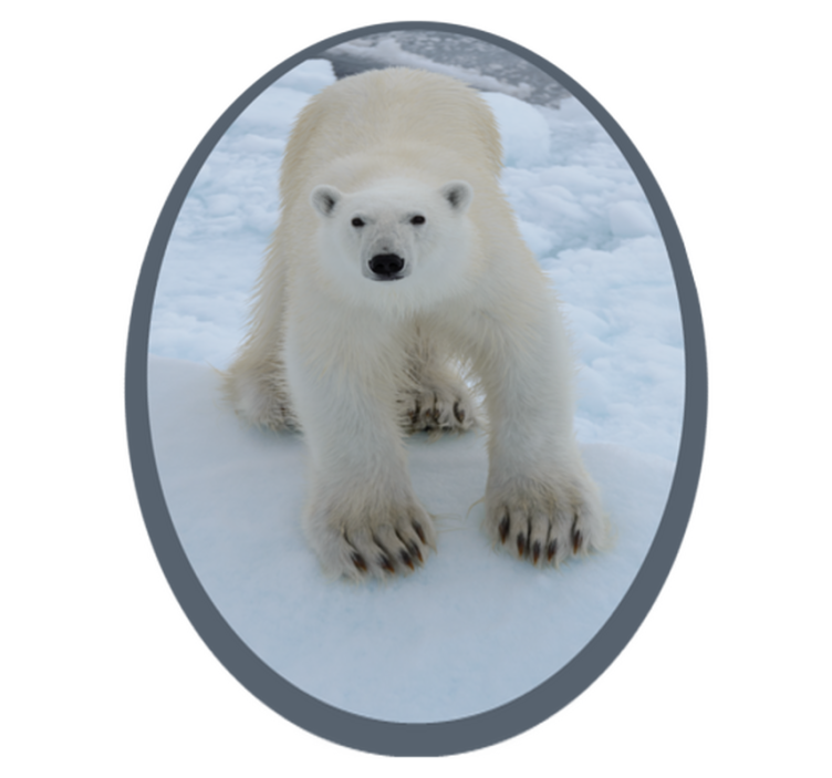 Tapete vinílico de animais imagem de urso polar - TenStickers