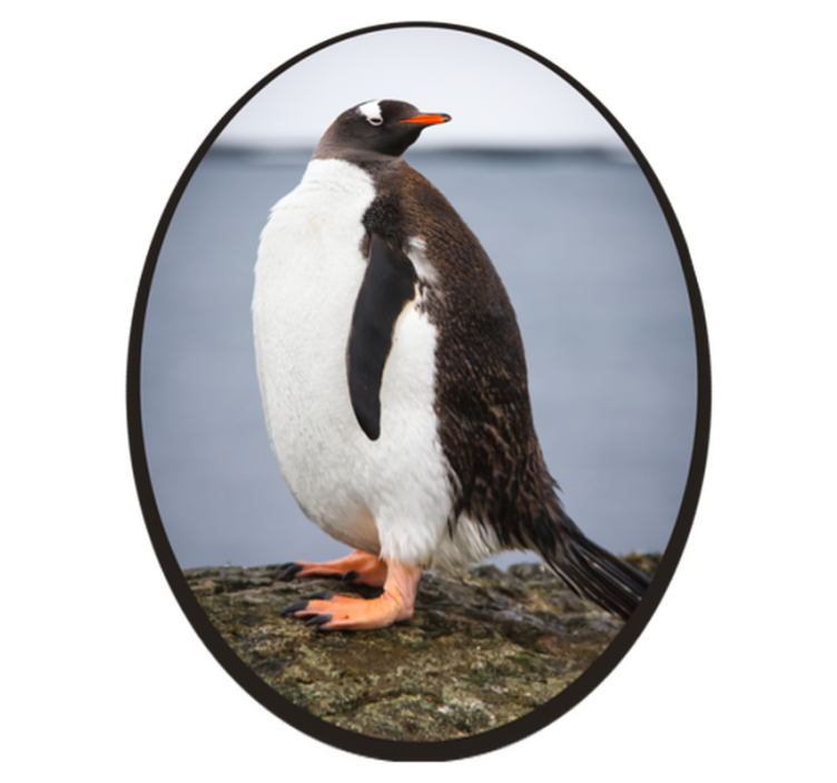 Tapete vinílico de animais postura do pinguim - TenStickers