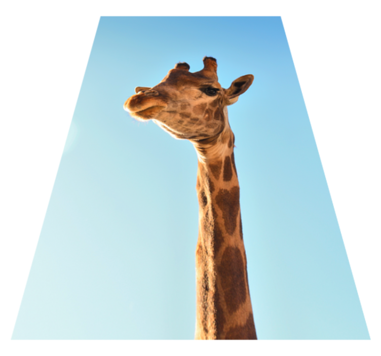 Tapete vinílico de animais foto de cabeça de girafa - TenStickers