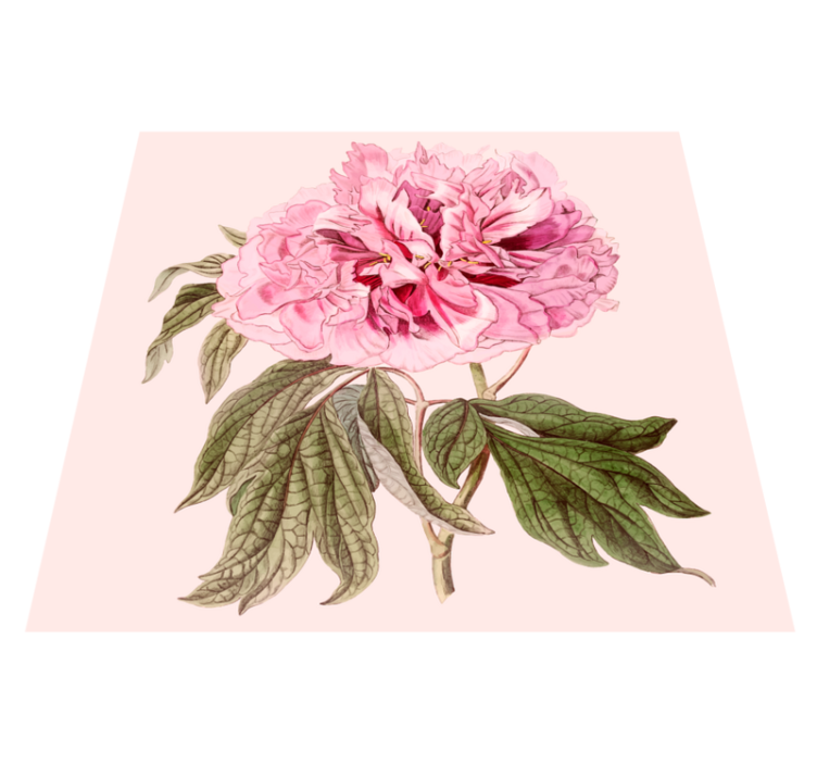 Tapete vinílico flores e plantas flor de peônia rosa - TenStickers