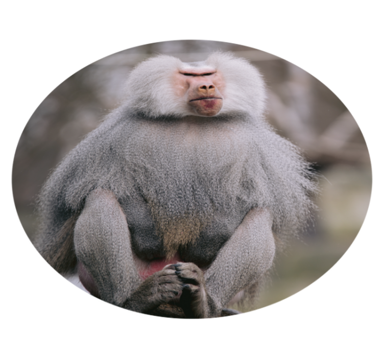 Tapete vinílico para gabinete Macaco legal animal - TenStickers