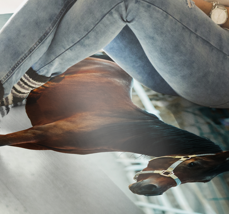 Tapete vinílico de animais retrato majestoso de cavalo - TenStickers