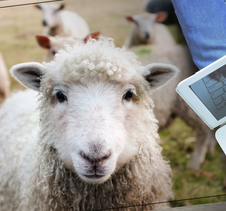 Tapete vinílico de animais rosto de pastor encaracolado - TenStickers