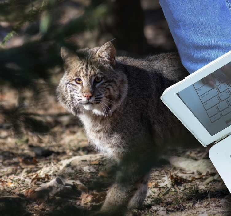 Tapete vinílico de animais cena de gato selvagem - TenStickers