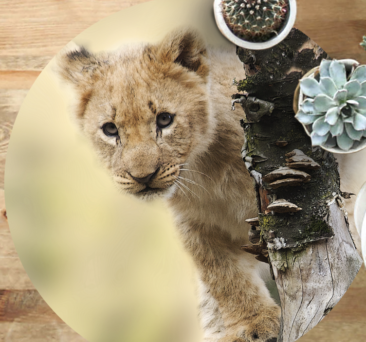 Tapete vinílico estampa de animal filhote de leão curioso - TenStickers