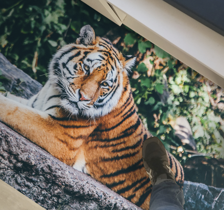 Tapete vinílico de animais tigre majestoso deitado - TenStickers
