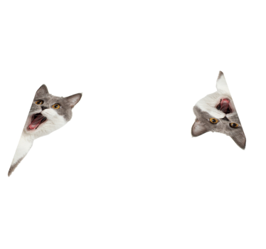 Tapete vinílico de animais gato espiando fundo branco - TenStickers