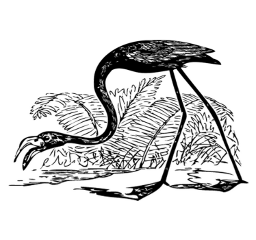 Tapete vinílico de animais flamingo com samambaias - TenStickers