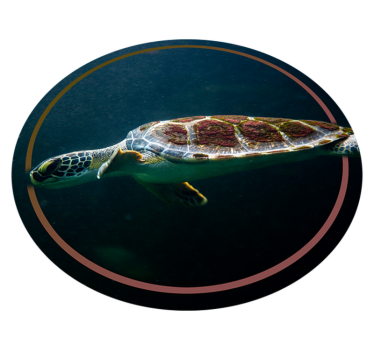 Tapete de vinil de animais tartaruga a nadar - TenStickers