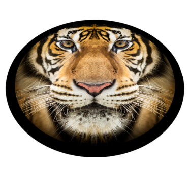 Tapete vinílico de animais close-up do tigre - TenStickers