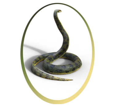 Tapete vinílico de animais inspiração para estampa de cobra - TenStickers