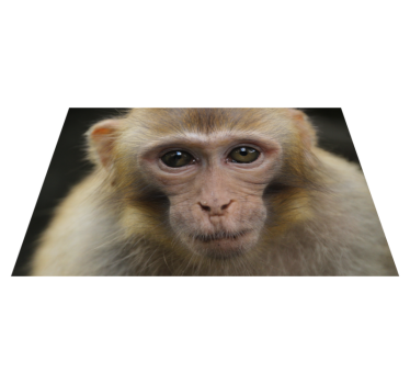 Tapete vinílico de animais cara de macaco bebê - TenStickers