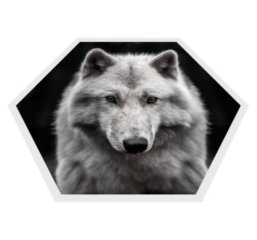 Tapete vinílico de animais retrato de lobo - TenStickers