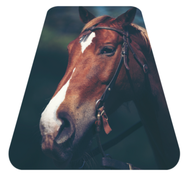 Tapete de animal com cabeça de cavalo - TenStickers