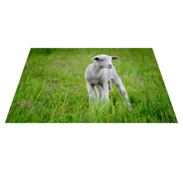 Tapete vinil para gabinete Animal fofo cordeiro - TenStickers